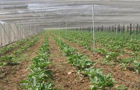 FORO HORTOFRUTÍCOLA:Ya están en marcha los primeros cultivos en zona Villafranca- El Carpio