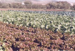 FORO HORTOFRUTÍCOLA: Nueva programación de cultivos para la campaña de otoño-invierno