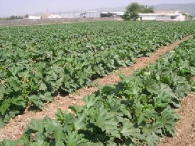 FORO HORTOFRUTÍCOLA: Nos encontramos en pleno proceso de recolección