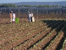 Siembra de Batavia en Campo Bajo