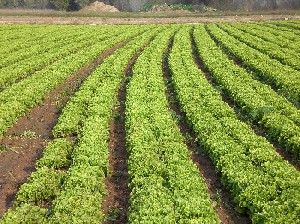 Celebración de las Jornadas Técnicas de Formación del Grupo de Cooperación Acequia