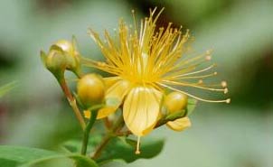 Agricultores del Medio Guadalquivir visitan la Fábrica de Extracción de Plantas Medicinales