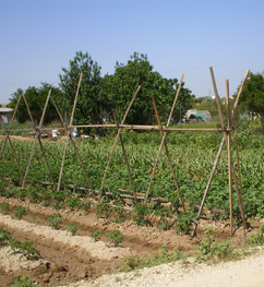La iniciativa Ruraland reconoce el proyecto de la Red PAISAGUA de huerta y regadío tradicional