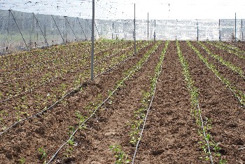 El GDR Medio Guadalquivir siembra en el campo de demostración 3.000 m2 de hortícolas ecológicos.