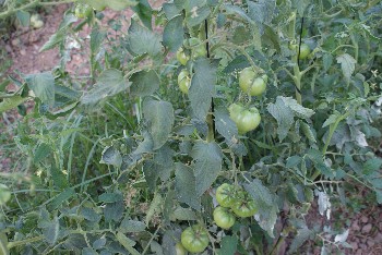 Comienzo de Producción de Hortícolas en Conversión a Ecológico en el umbráculo del GDR