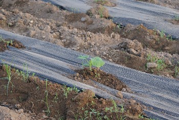 El GDR completa la siembra del umbráculo con 1.000  m2 de calabacín