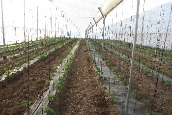 PLANTACION DE TOMATE ROSA EN INVERNADERO