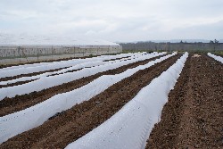 SIEMBRA DE TOMATE RASTRERO EN EL CAMPO DE DEMOSTRACION