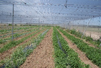 INICIO PLANTACION DEL UMBRACULO EN CONVERSION A ECOLOGICO