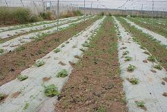 Obtención de Certifiación Ecológica en el Campo de Demostración